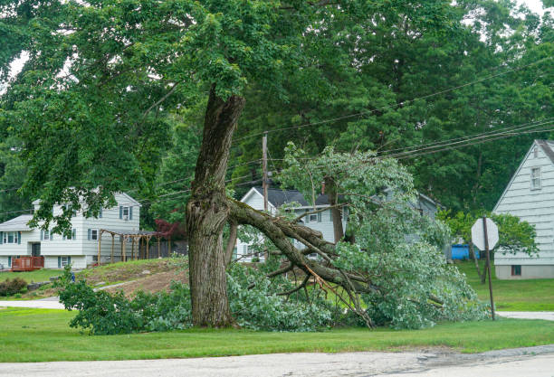 How Our Tree Care Process Works  in  Port Neches, TX